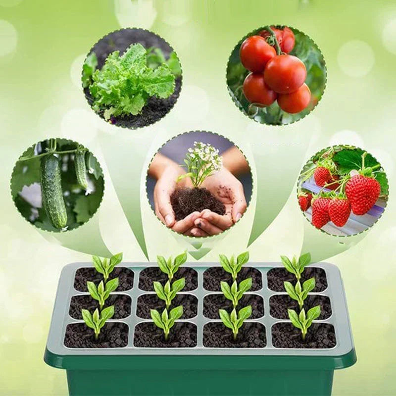 💎 💎 Gronings-brikker med dyrkingslys – Fuktighetsregulering, gjennomsiktige og med fullspektrumlys 🌱💡